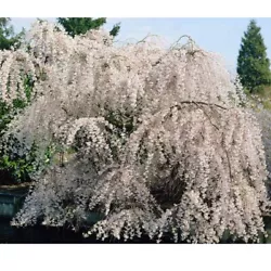 Weeping form with gorgeous white blooms in spring. Easily maintained for any size space. Bloom Color White. Soil Type...