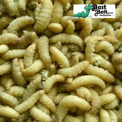 Waxworms are the go to bait for pan and trout fisherman. Also a great pet feeder. Their creamy white soft plump body is...