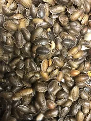 Due to their nutritional ratios, Dubia Roaches are often considered the most well-rounded feeder insects on the market....