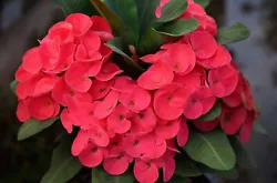 (Euphorbia milii ). It also forgives occasional missed waterings and feedings without complaint. Euphorbia Crown Of...
