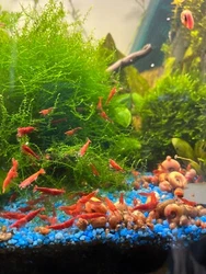 Crevettes Red Sakura 20€ le lot de 9 + 1 offerteRemise en main propre aux alentours de Paris.Veuillez me contacter...