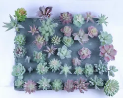 PREFECT FOR YOU - These are perfect for anyone who wants the look of a beautiful succulent garden but doesnt want to...