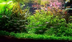 Lot de plantes daquarium de 40/50L ( + 5 tiges gratuites ) à racines et tiges en 7 variétés. -1 Anubia avec racines...