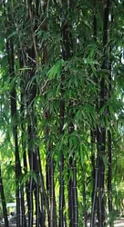 Dont buy seeds and wait for forever to find out its difficult. Ive tried with very little to no success. Phyllostachys...