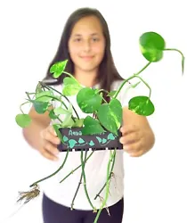 Aqua Pothos Original is a fully adjustable hang on back aquarium plant holder with 4 individual spaces to put your...