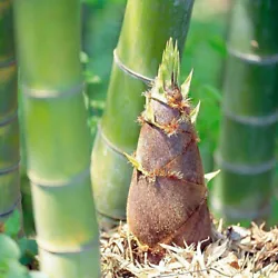 Moso bamboo is becoming more and more popular with gardeners. Moso Bamboo is a winter-hardy bamboo, and the Bamboo...