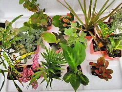 You will receive 5 different terrarium plants growing in 2.5. Miniature Ferns, Polka Dot Plants.