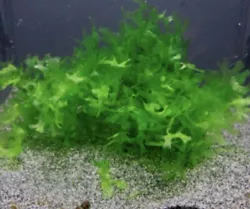 Belle Portion Lomariopsis lineata Aquarium Plante Varech Deau douce mousse. Très utile pour l’aquarium Absorption de...