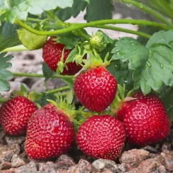 10 Healthy bare root strawberry plants. Hardy to northern winters. Can be frozen or canned for storage. Very easy to...