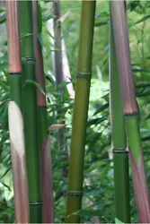 Phyllostachys Rubromarginata aka, Red Margin Bamboo, makes an excellent screen hedge, windbreak, backdrop. Native to...