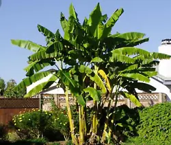The Basjoo banana tree will grow 10 to 15 feet tall in maturity and does best in full sun to partial sunlight. It is...