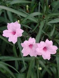 These plants will produce blooms in almost any type of soil, and are resistant to both drought and wet conditions as...