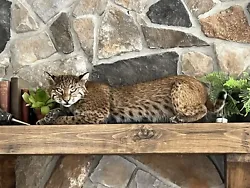 ~ Bobcat (Lynx Rufus) Full Body Mount laying down ~. This mount could lay on a mantle, shelf, table, floor or ….