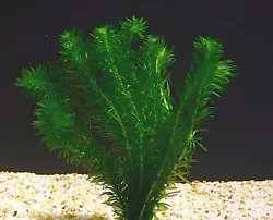 Égeria densa. elodee / egeria densa plante oxygenante aquarium (#260487867093) 1,99 EUR Afficher lobjet. Espèce...
