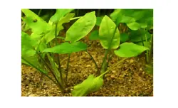 Cryptocoryne pontederifolia verte, plante aquarium vendu en touffe de 3 pied cest une plante très résistante idéal...