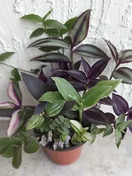 You are getting (10 OR MORE) CUTTINGS. I have over 25 different varieties. I will not be labeling each cutting. You...
