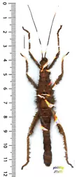 HAANIELA (HETEROPTERYX) DEHAANII ♂ (phasmatidae – heteropteryginae), Westwood 1859 – Indonesia. HAANIELA...