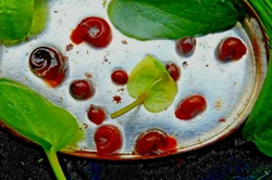 Lot de 7 planorbes escargots deau nettoyeur. N’oubliez pas de m’ajouter à votreliste de favoris !