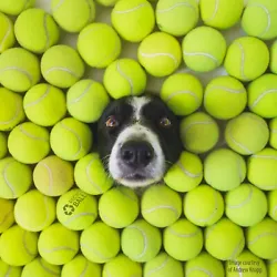 “NO TRASH” Tennis Balls. Our Mission: To reuse and recycle all tennis balls. Why buy tennis balls from...