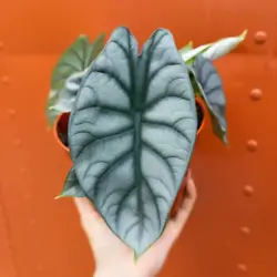 Alocasia Baginda Silver Dragon is a rare alocasia featuring beautiful thick leaves with unique textures and colors....