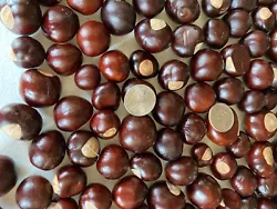 Various sizes Buckeyes Nut 110- most quarter size Nuts Jewelry Arts Crafts Football - Dried 2021 Crop. Ohio grown....