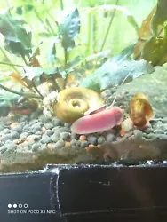 Escargot Aquarium Planorbe(hermaphrodite) taille 1 a 2 cm par lot de 10.