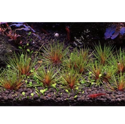 Trithuria lanterna - blood vomit 🌱 Plante très Rare Aquarium. Vendu par 1 piedPlante d’avant planPlusieurs dispo...