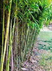 All bamboo will be freshly dug up from our personal bamboo trees after receiving your order. Pictures are of the Bamboo...