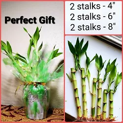 6 Lucky Bamboo Stalks for GIFT, Feng Shui. You will receive total of 6 healthy stalks of different sizes. not...