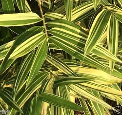 Culm: Green. Will cut all leaves but one or two for ID. You may cut off all leaves if the plant is struggle for water....