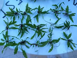 MICROSORUM PTEROPUS PLANTE AQUATIQUE FOUGERE DE JAVA - PLANTE AQUARIUM.. 15 jeunes plants.  Je fais lenvoi en bouteille...