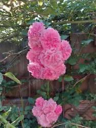 2 (TWO) HEIRLOOM 7 SISTERS PINK BUSH RAMBLING CLIMBING ROSE LIVE PLANT. THESE HEIRLOOM ROSES ARE ONES GROWING ON OUR...