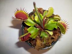 The Venus Flytrap up for sale is not necessarily the one in the picture. The Venus Flytrap you will receive is about...