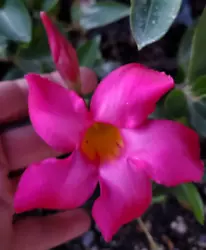 PINK MANDEVILLA STARTER WELL ROOTED LIVE PLANT 5 TO 7