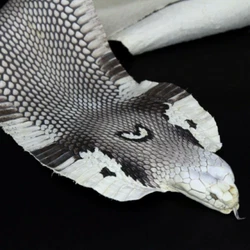 Asia Spitting Cobra Snakeskin with Head Hide. You will receive a hide similar to the picture. ● Each hide has a...