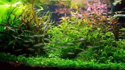 Lot de plantes daquarium de 150L ( + 25 tiges gratuites ) à racines et tiges en 15 variétés. Ce lot convient pour un...