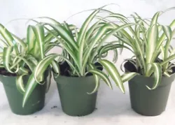Requires bright light or filtered sunlight for best growth and vibrant leaf colors. Never locate Spider Plants in full...