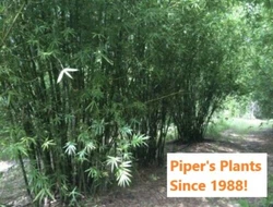 These mature, lively, eager to grow bamboos are EXPLODING with growth! These plants are very productive, and have a...