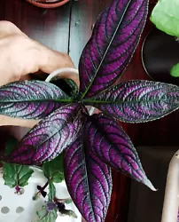 This is a sale for 1 PERSIAN SHIELD Starter Plant (STROBILANTHES DYERIANUS). in a 4