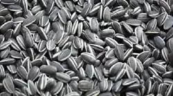 1 Piece porcelain sunflower seeds, created and designed by Ai Weiwei. Each seed was moulded, fired, hand-painted and...