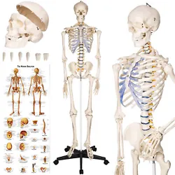 Squelette original taille grandeur nature TECTAKE pour une représentation anatomique de la structure du squelette...