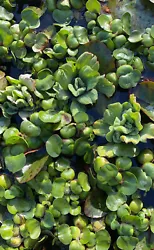 4 pieces of water hyacinth.