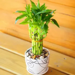 Lucky Bamboo and Chinese Traditions According to Chinese traditions, the significance of lucky bamboo is tied to how...