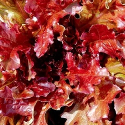 Soaking seeds in water for 12-24 hours before planting will help speed up germination. Weight: Varies w/qty Origin: US...