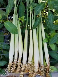 Ready to Plant. Lemongrass will grow 2- 5 feet and depending on the region. You can then plant them in your garden....