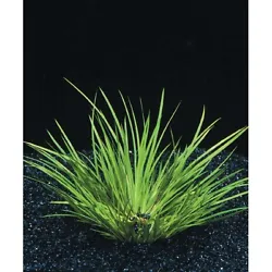1 Pied dACORUS PUSILLUS plante d avant plan d une taille de 5/12 cm. 5 HYGROPHILA DIFFORMIS plante aquarium facile...