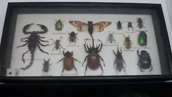 Collection de différent insectes ( entomologie ) 16 insectes. très jolie boite en bois avec vitre en verre. colissimo...