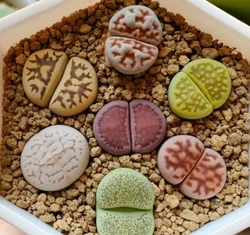 Then you can water them after one week by soaking them from the bottom of the pot.