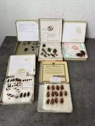 lot divers insectes science entomologie curiosite Collection. Bon état Vendu dans boîte à cigares Réf F92