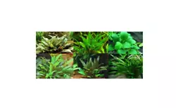 Lot de 4 Cryptocoryne / anubia de minimum 3 variété plante aquarium vendu en touffe cest une plante très...